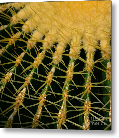 Cactus Metal Print featuring the photograph Cactus by Paul Davenport