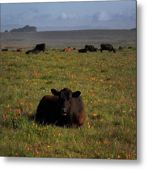 Calf Metal Print featuring the photograph Calf on Poppies by Lars Mikkelsen
