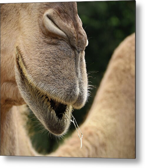 Camel Metal Print featuring the photograph Camel by M Kathleen Warren