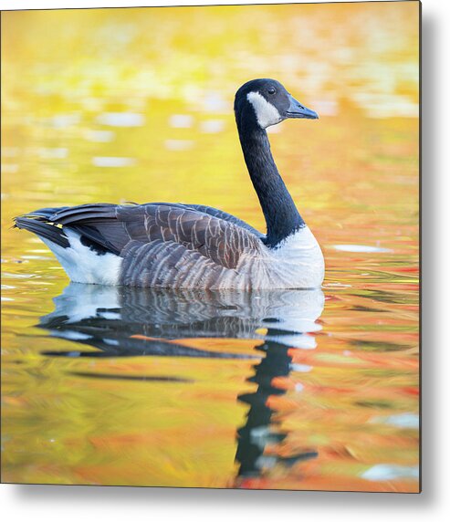 Canada Goose Metal Print featuring the photograph Canada Goose Sunset Lake by Jordan Hill