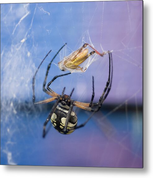 Garden Spider Metal Print featuring the photograph Caught in the Web by Melissa Southern