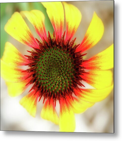 Coneflower Metal Print featuring the photograph Center Of Attention by Lens Art Photography By Larry Trager