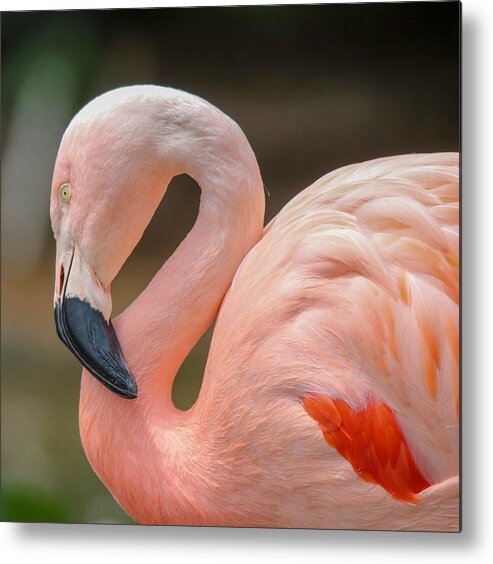 Flamingo Metal Print featuring the photograph Chilean Flamingo Portrait by Susan Rydberg