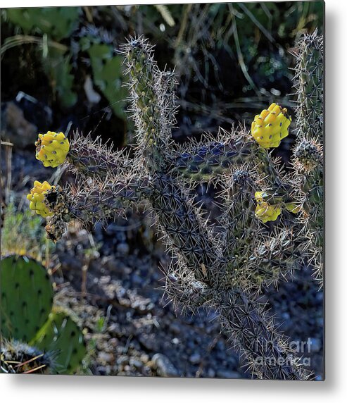 Jon Burch Metal Print featuring the photograph Cholla Cactus Blossoms by Jon Burch Photography