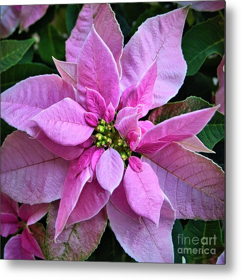 Holiday Metal Print featuring the photograph Christmas Poinsettia by Amy Dundon