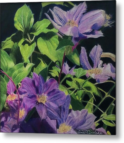 Floral Metal Print featuring the drawing Clematis, Flores no Quintal by Ana Tirolese
