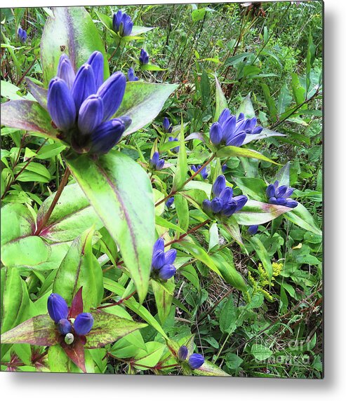 Gentian Metal Print featuring the photograph Closed Bottle Gentian 1 by Amy E Fraser