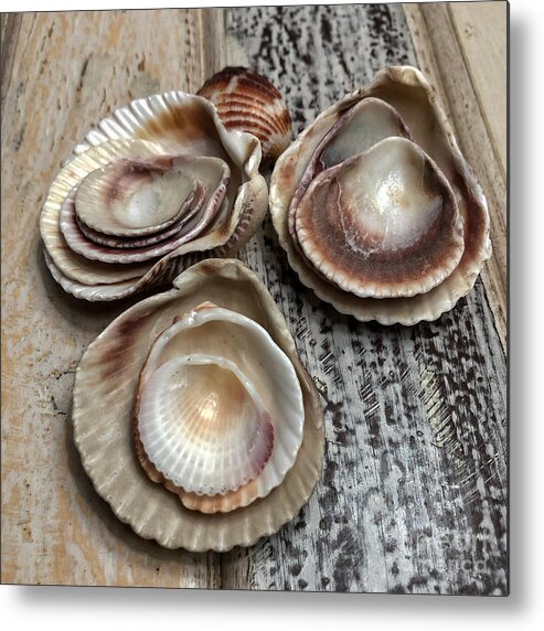Seashells Metal Print featuring the photograph Collection by Diana Rajala