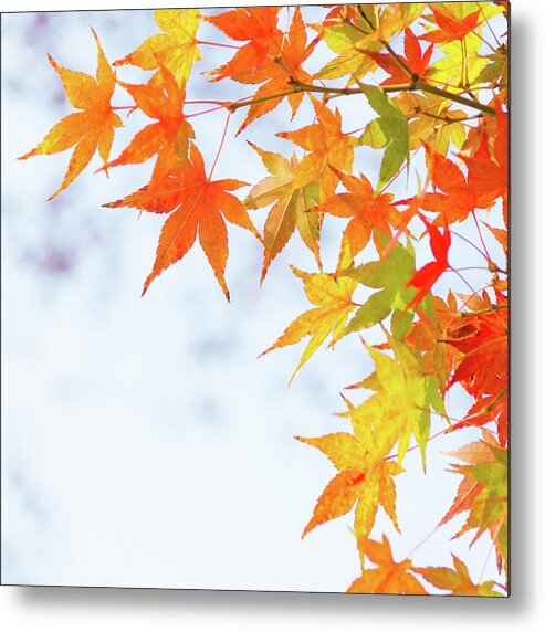 Acer Metal Print featuring the photograph Colorful maple leaves on branch, square crop by Viktor Wallon-Hars