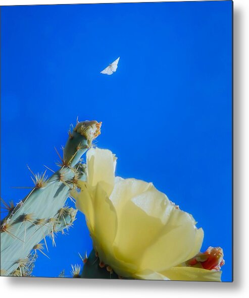 Prickly Pears Metal Print featuring the photograph Come Back by Judy Kennedy