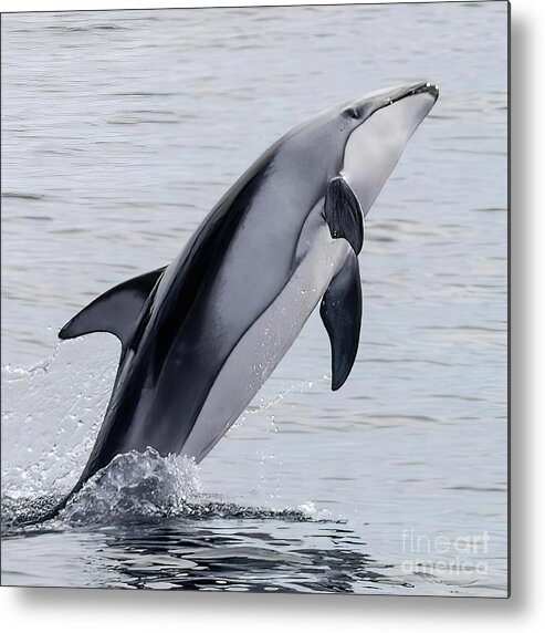  Metal Print featuring the photograph Common Dolphin Leaper by Loriannah Hespe