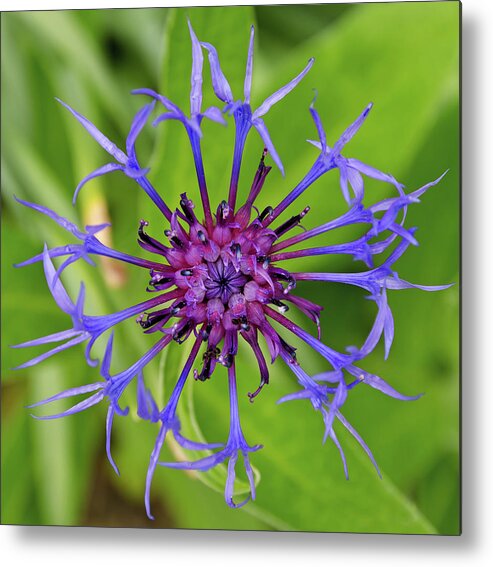 Cornflower Metal Print featuring the photograph Corn Flower by Maria Meester