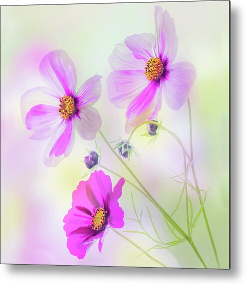 Cosmos Metal Print featuring the photograph Cosmos Dance by Diane Fifield