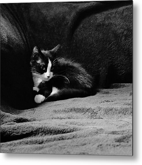 Kitten Metal Print featuring the photograph Cozy time kitty by Shalane Poole