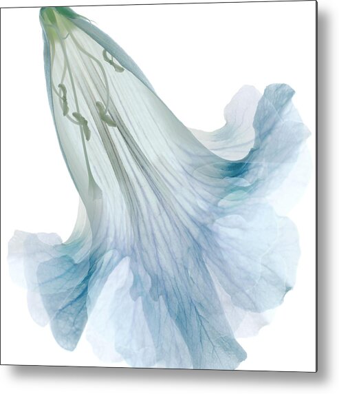 Transparency Metal Print featuring the photograph Crinoline Waves by Marsha Tudor