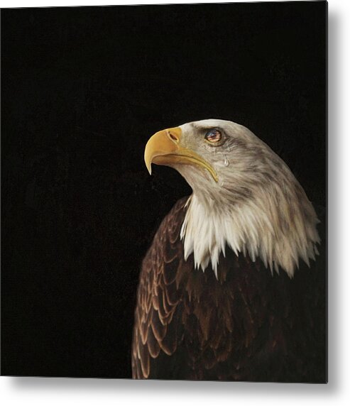 Bald Eagle Metal Print featuring the photograph Crying for our Country by Carrie Ann Grippo-Pike