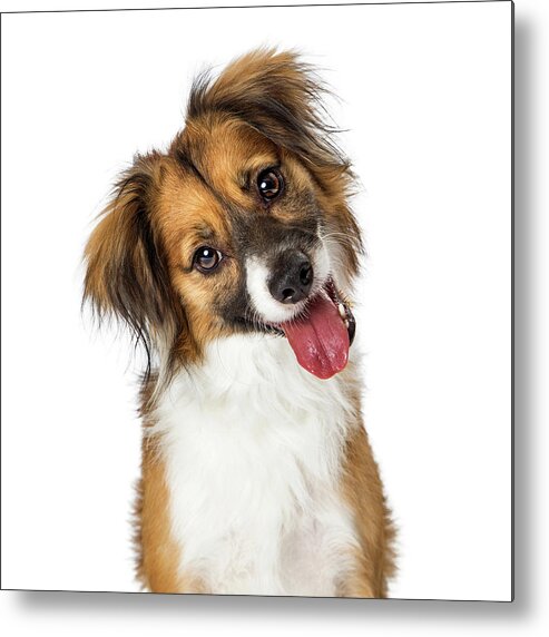 Animal Metal Print featuring the photograph Cute Small Happy Dog Tilting Head Looking Forward by Good Focused