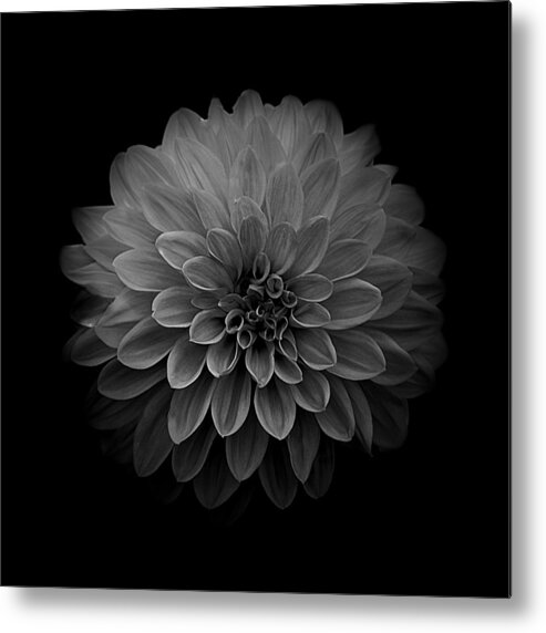 Art Metal Print featuring the photograph Dahlia IV Square Black and White by Joan Han