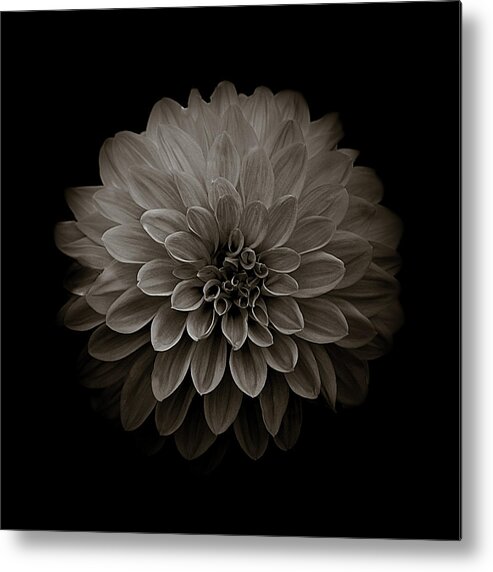Art Metal Print featuring the photograph Dahlia IV Square Sepia by Joan Han
