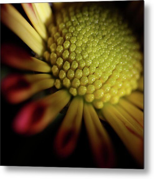 Macro Metal Print featuring the photograph Daisy 6043 by Julie Powell