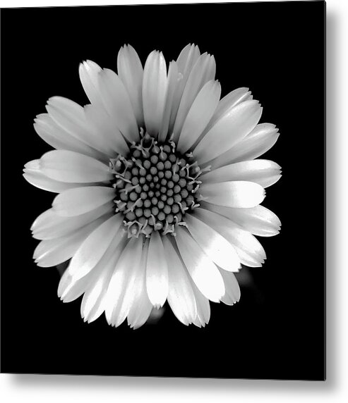 Art Metal Print featuring the photograph Daisy Black and White Square by Joan Han