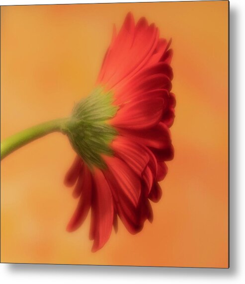 Gerber Daisy Metal Print featuring the photograph Daisy In Repose by Forest Floor Photography