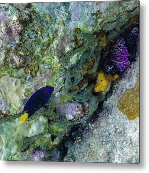 Ocean Metal Print featuring the photograph Damsel, No Distress by Lynne Browne