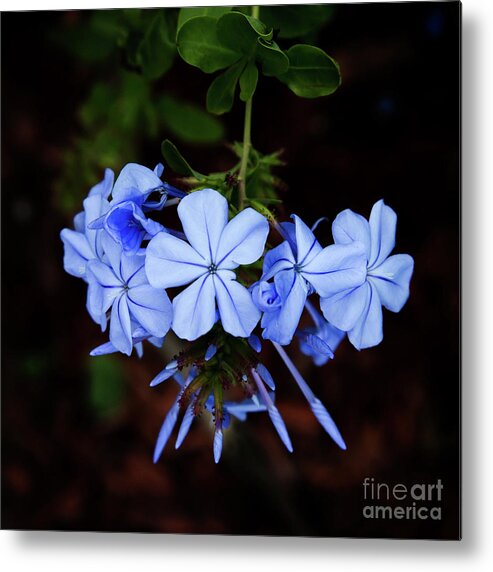 Flowers Metal Print featuring the photograph Dancing Flowers in Purple by Neala McCarten
