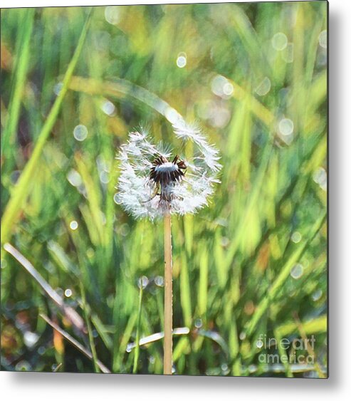 Dandelion Metal Print featuring the photograph Dandy Delight by Kerri Farley