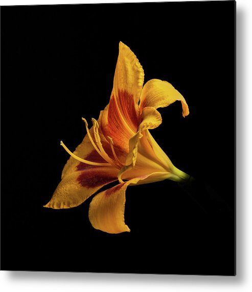 Hemerocallis Fulva Metal Print featuring the photograph Daylily at Night by Kevin Suttlehan