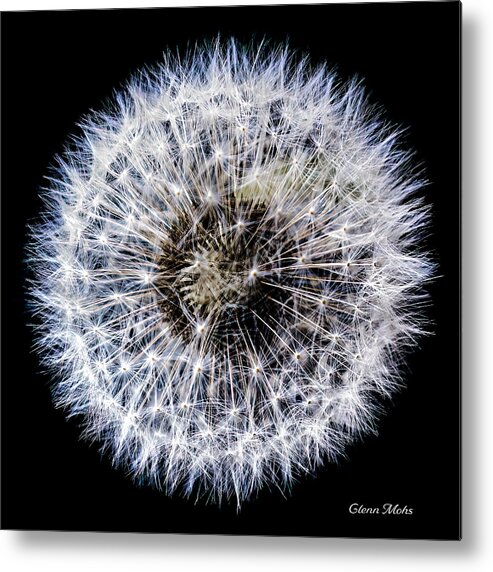 Dandelion Metal Print featuring the photograph Days gone by by GLENN Mohs