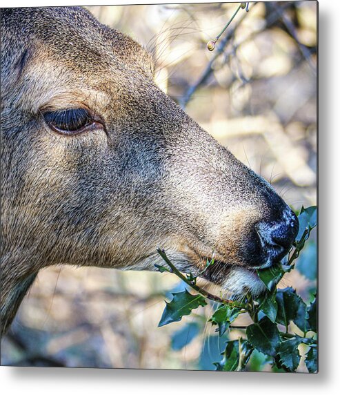 Deer Eye Green Leaves Close Metal Print featuring the photograph Deer by John Linnemeyer