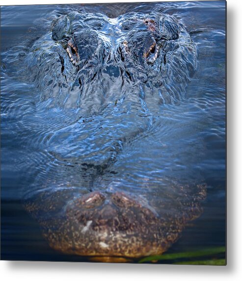 Alligator Metal Print featuring the photograph Don't Feed the Alligator by Mark Andrew Thomas