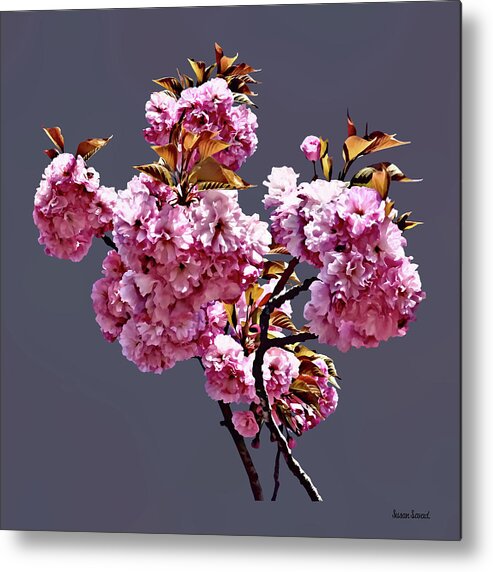 Cherry Blossom Metal Print featuring the photograph Double Cherry Blossom Branches by Susan Savad