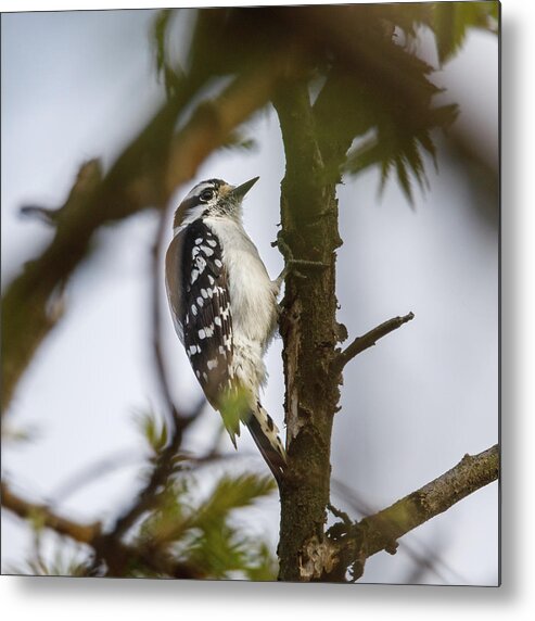 Bird Metal Print featuring the photograph Downy Woodpecker by David Beechum