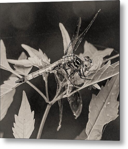 Dragon Fly Leaves Close Black White Metal Print featuring the photograph Dragon Fly by John Linnemeyer