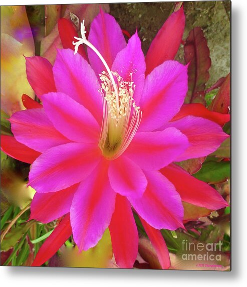 Flower Metal Print featuring the photograph Exotic Cactus Flower Disocactus Ackermannii by Jerome Stumphauzer