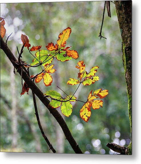 Leaf Metal Print featuring the photograph Fall Leaves by David Beechum