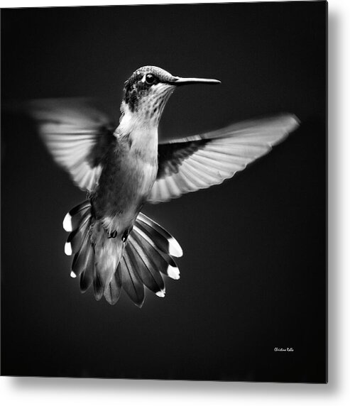 Hummingbird Metal Print featuring the photograph Fantail Hummingbird by Christina Rollo