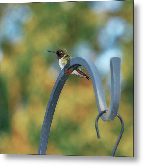 Female Metal Print featuring the photograph Female Ruby-Throated Hummingbird by Frank Mari