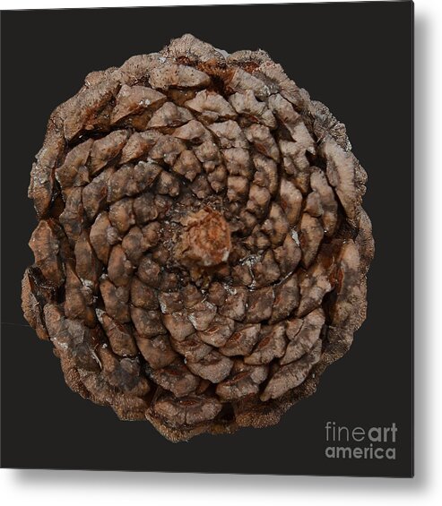 Fibonacci Metal Print featuring the photograph Fibonacci by Alan Riches