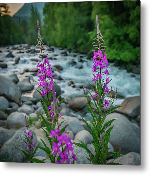 Alaska Metal Print featuring the photograph Fireweed On The Litte Su by David Downs