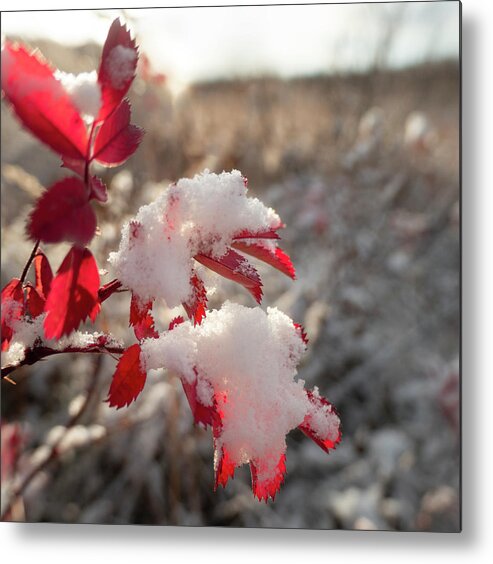 Red Metal Print featuring the photograph First Snow On Wild Rose Leaves by Karen Rispin