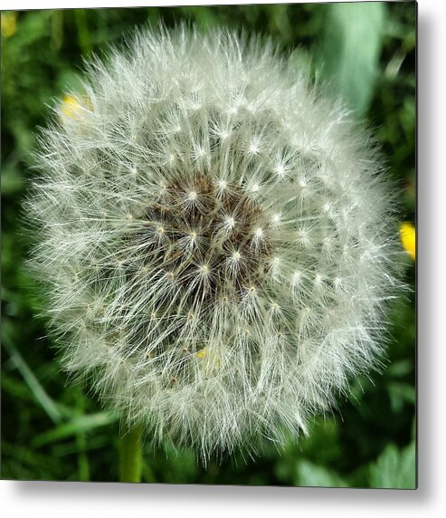 Flower Metal Print featuring the photograph Flower by Joelle Philibert
