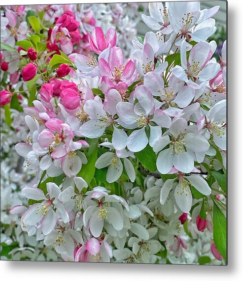 Tree Metal Print featuring the photograph Flowering Crabapple Tree by Jerry Abbott