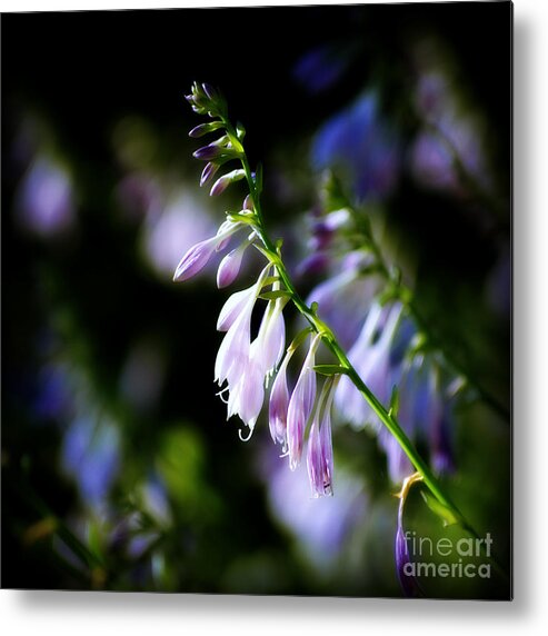 Flowers Metal Print featuring the photograph Flowers Purple and Sunlight - square by Frank J Casella