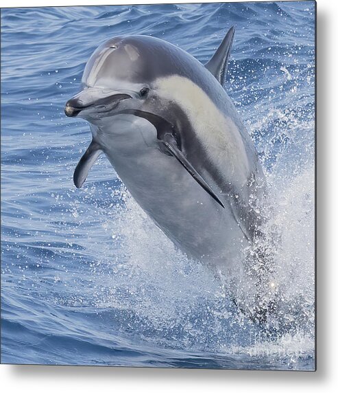 Dana Wharf Metal Print featuring the photograph Flying Dolphin by Loriannah Hespe