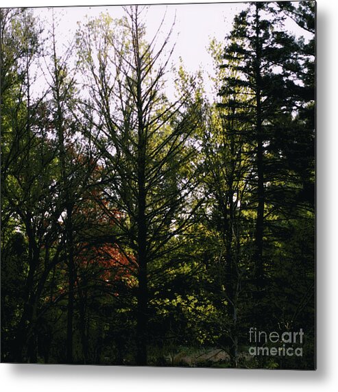 Landscape Metal Print featuring the photograph Forest Morning Light Impressionism by Frank J Casella