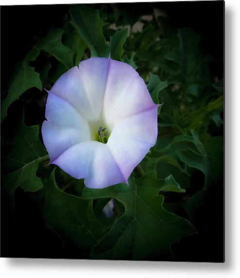 Purple Metal Print featuring the photograph Four O'Clock in color by Mary Lee Dereske