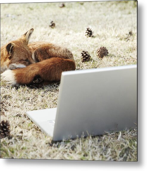One Animal Metal Print featuring the photograph Fox sleeping with laptop by Richard Drury